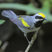Male. Note: yellow crown and black throat and auriculars.