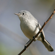 Female. Note: thin, white eye-ring; long tail with white underside.