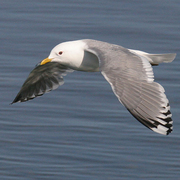 Adult breeding. Note: small, unmarked yellow bill and large white mirror on wing.