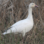 Bird of the week image